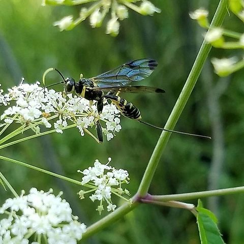 Spilopteron franclemonti Spilopteron franclemonti, an Ichneumonid wasp, on flowers of Spotted Water Hemlock (Cicuta maculata). Cicuta maculata,Geotagged,Spilopteron franclemonti,Summer,United States,Water Hemlock