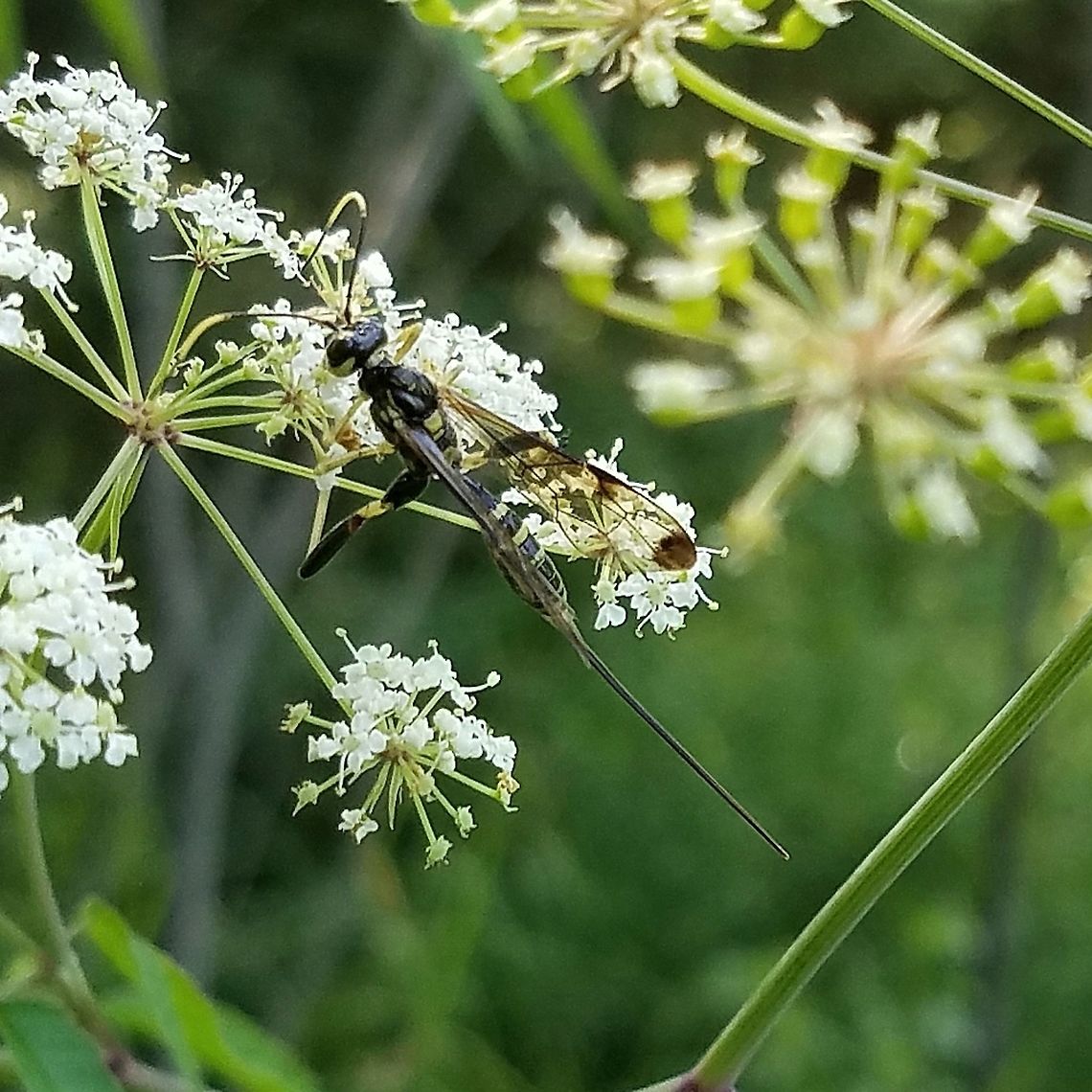Spilopteron franclemonti Spilopteron franclemonti, an Ichneumonid wasp, on flowers of Spotted Water Hemlock (Cicuta maculata). Cicuta maculata,Geotagged,Spilopteron franclemonti,Summer,United States,Water Hemlock