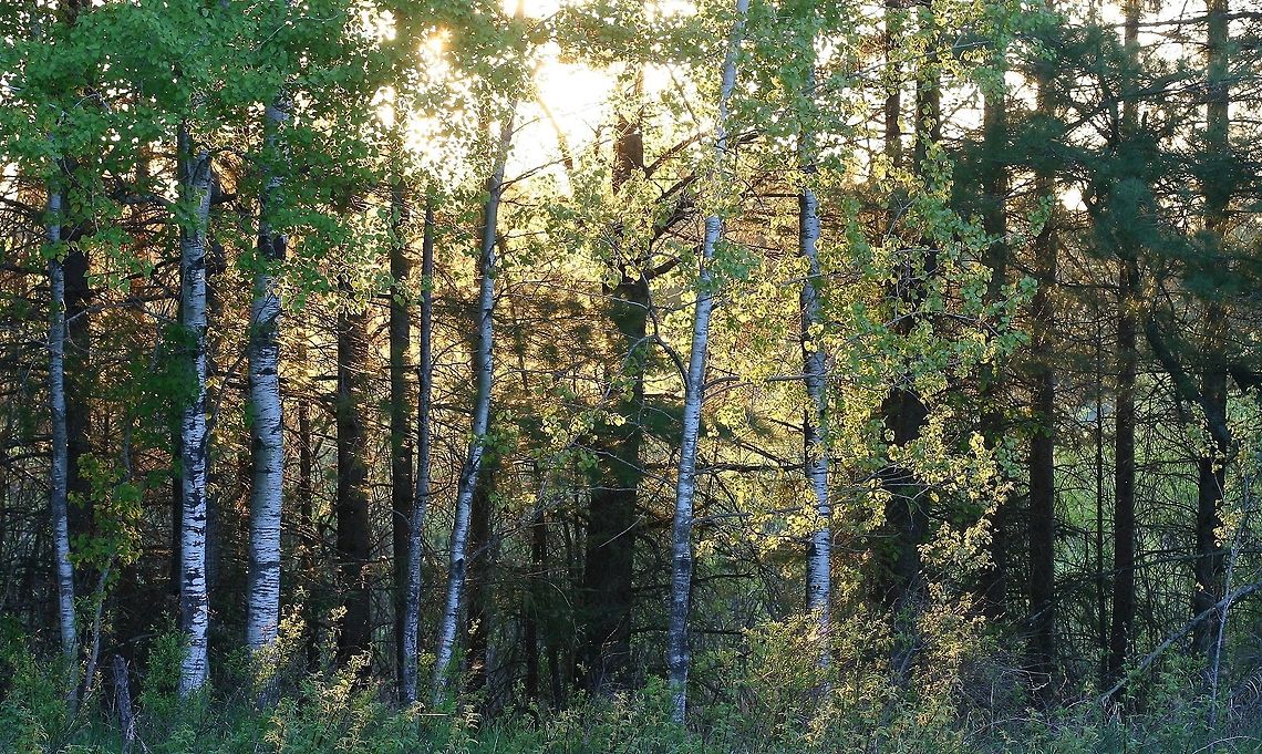 Sunset through the trees  Geotagged,Landscapes,May,Spring,United States,afternoon,forest,sunset,trees