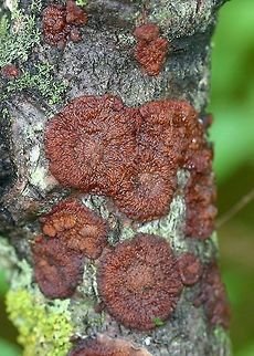 Phlebia radiata Phlebia radiata (Wrinkled Crust) on a dead Quaking Aspen (Populus tremuloides). Geotagged,Minnesota,Phlebia radiata,Populus tremuloides,Quaking Aspen,Spring,United States,Wrinkled Crust,Wrinkled crust,crust fungus,fungus