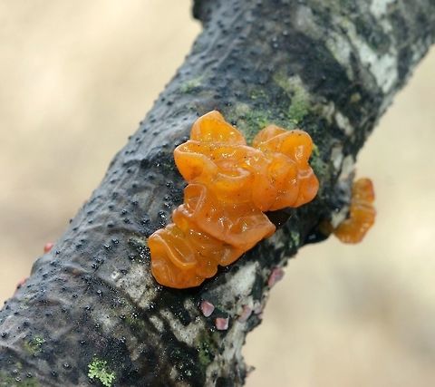 Tremella mesenterica Tremella mesenterica on the branch of a downed Quaking Aspen (Populus tremuloides) tree. Also seen on the branch was Peniophora rufa.  Geotagged,Minnesota,Peniophora rufa,Populus tremuloides,Spring,Tremella mesenterica,United States,quaking aspen