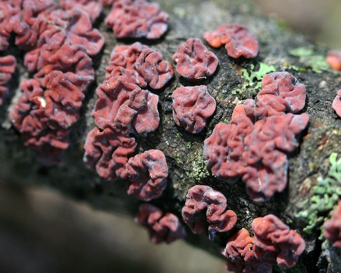 Peniophora rufa Peniophora rufa on a small Quaking Aspen (Populus tremuloides) branch. These are dry individuals. Geotagged,Minnesota,Peniophora rufa,Populus tremuloides,Quaking Aspen,Red Brain Fungus,Spring,United States,red fungus