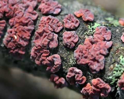 Peniophora rufa Peniophora rufa on a small Quaking Aspen (Populus tremuloides) branch. These are dry individuals. Geotagged,Minnesota,Peniophora rufa,Populus tremuloides,Quaking Aspen,Red Brain Fungus,Spring,United States,red fungus