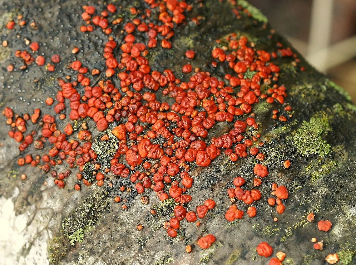 Peniophora rufa Peniophora rufa on the trunk of a fallen Quaking Aspen (Populus tremuloides) tree. These individuals are plumped up because it had just rained a few hours earlier. Geotagged,Peniophora rufa,Populus tremuloides,Quaking Aspen,Red Brain Fungus,Spring,United States