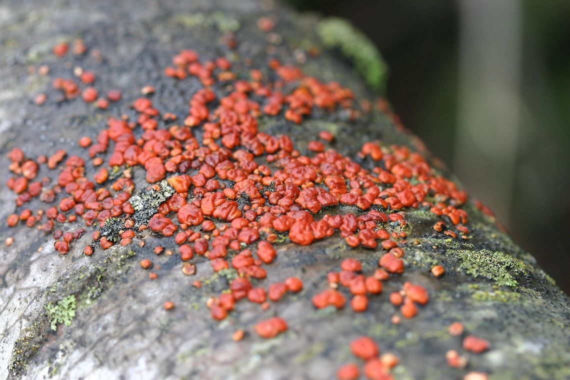 Peniophora rufa Peniophora rufa on the trunk of a fallen Quaking Aspen (Populus tremuloides) tree. These individuals are plumped up because it had just rained a few hours earlier. Geotagged,Peniophora rufa,Populus tremuloides,Quaking Aspen,Red Brain Fungus,Spring,United States