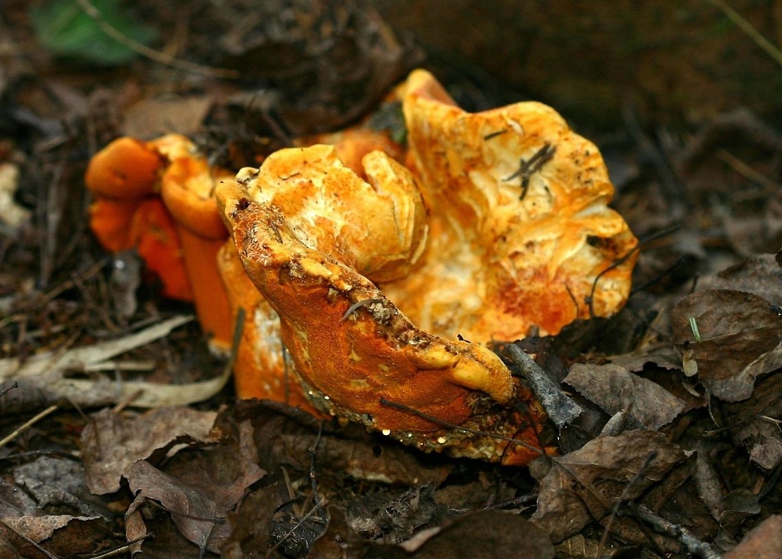 Hypomyces lactifluorum Hypomyces lactifluorum infection on a Russula species (probably Russula brevipes which also fruiting in this same spot). Geotagged,Hypomyces lactifluorum,Lobster Claw Mushroom,Lobster mushroom,Minnesota,Russula,Summer,United States,orange fungus