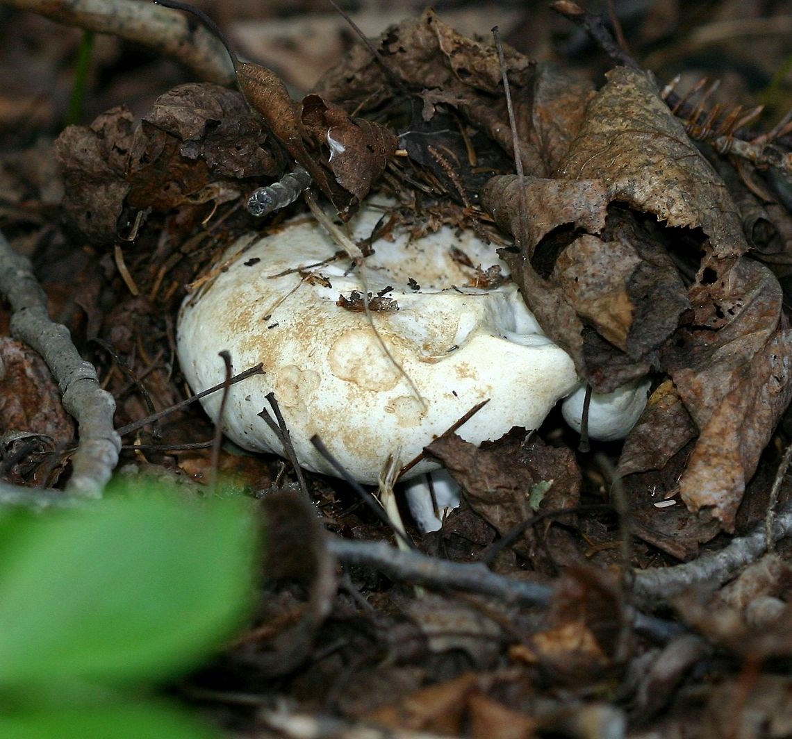 Russula brevipes Russula brevipes emerging from the soil and duff under a stand of Black Spruce (Picea mariana) and Balsam Fir (Abies balsamea). Abies balsamea,Balsam Fir,Black Spruce,Geotagged,Picea mariana,Russula brevipes,Stubby brittlegill,Summer,United States