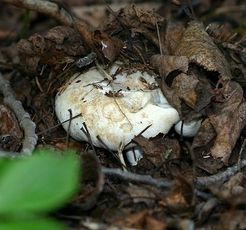 Russula brevipes Russula brevipes emerging from the soil and duff under a stand of Black Spruce (Picea mariana) and Balsam Fir (Abies balsamea). Abies balsamea,Balsam Fir,Black Spruce,Geotagged,Picea mariana,Russula brevipes,Stubby brittlegill,Summer,United States