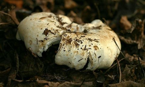 Russula brevipes Russula brevipes emerging from the soil and duff under a stand of Black Spruce (Picea mariana) and Balsam Fir (Abies balsamea). Abies balsamea,Balsam Fir,Black Spruce,Geotagged,Picea mariana,Russula brevipes,Stubby brittlegill,Summer,United States