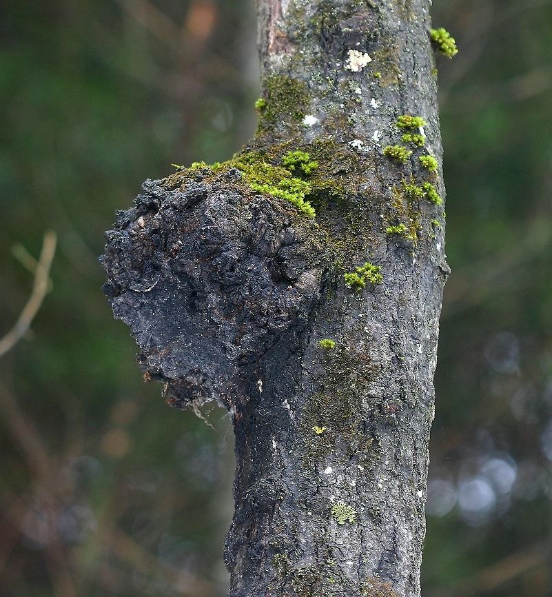 Diplodia tumefaciens Diplodia tumefaciens gall on the trunk of a mature Quaking Aspen (Populus tremuloides) about 50 years old. Corky Bark Disease,Diplodia tumefaciens,Geotagged,Minnesota,Populus tremuloides,Quaking Aspen,United States,Winter,fungus,gall