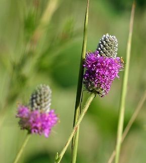 Dalea purpurea Dalea purpurea (Purple Prairie Clover) flower heads. Plants were grown from seeds collected from a roadside population in Duluth, MN that has been in existence since at least the 1930s. Dalea purpurea,Geotagged,Purple Prairie Clover,Summer,United States