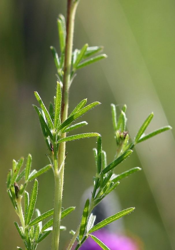 Dalea purpurea Dalea purpurea (Purple Prairie Clover) leaves. Small dots on the leaves are probably some sort of glandular structure. Plants were grown from seeds collected from a roadside population in Duluth, MN that has been in existence since at least the 1930s. Dalea purpurea,Geotagged,Purple Prairie Clover,Summer,United States
