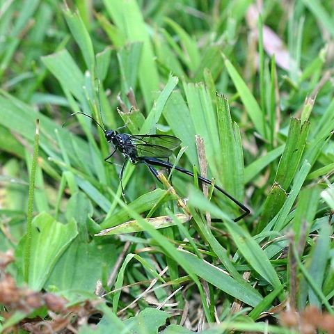 Pelecinus polyturator A female Pelecinus polyturator, an ichneumonid wasp, probing the soil with her ovipositor in search of white grubs onto which she will lay an egg. Geotagged,Minnesota,Pelecinid Wasp,Pelecinus polyturator,Summer,United States,Wasp,black wasp,ichneumonid wasp,reproducing