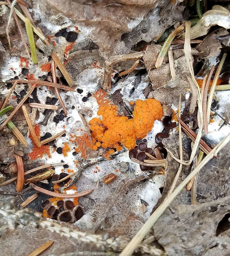 Byssonectria terrestris  Byssonectria terrestris (orange cup fungi in center of photo) with Nannfeldtiella aggregata.<br />
<br />
"Subiculum less than 2 mm thick, arachnoid, covering and binding leaves, mosses, pine needles, and twigs and on soil in areas  where animals have urinated; dung sometimes present."   Donald H. Pfister. A Synopsis of the North American Species of Byssonectria (Pezizales) With Comments on the Ontogeny of Two Species. Mycologia, 85(6), 1993, pp. 952-962. <a href="https://pfistergroup.oeb.harvard.edu/files/dpfister/files/pfister_byssonectria.pdf" rel="nofollow">https://pfistergroup.oeb.harvard.edu/files/dpfister/files/pfister_byssonectria.pdf</a> Byssonectria terrestris,Geotagged,Minnesota,Nannfeldtiella aggregata,Pseudombrophila aggregata,Spring,United States,orange cup fungi