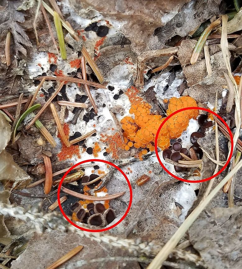 Nannfeldtiella aggregata Nannfeldtiella aggregata (in red circles) with Byssonectria terrestris. Byssonectria terrestris,Geotagged,Nannfeldtiella aggregata,Pseudombrophila aggregata,Spring,United States