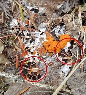 Nannfeldtiella aggregata Nannfeldtiella aggregata (in red circles) with Byssonectria terrestris. Byssonectria terrestris,Geotagged,Nannfeldtiella aggregata,Pseudombrophila aggregata,Spring,United States