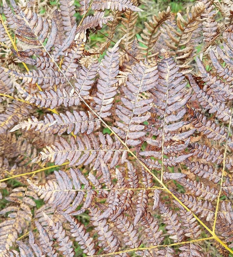 Pteridium aquilinum var. latiusculum Autumn colors of Pteridium aquilinum var. latiusculum fronds Eastern Bracken Fern,Geotagged,Pteridium aquilinum var. latiusculum,Summer,United States