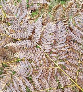 Pteridium aquilinum var. latiusculum Autumn colors of Pteridium aquilinum var. latiusculum fronds Eastern Bracken Fern,Geotagged,Pteridium aquilinum var. latiusculum,Summer,United States