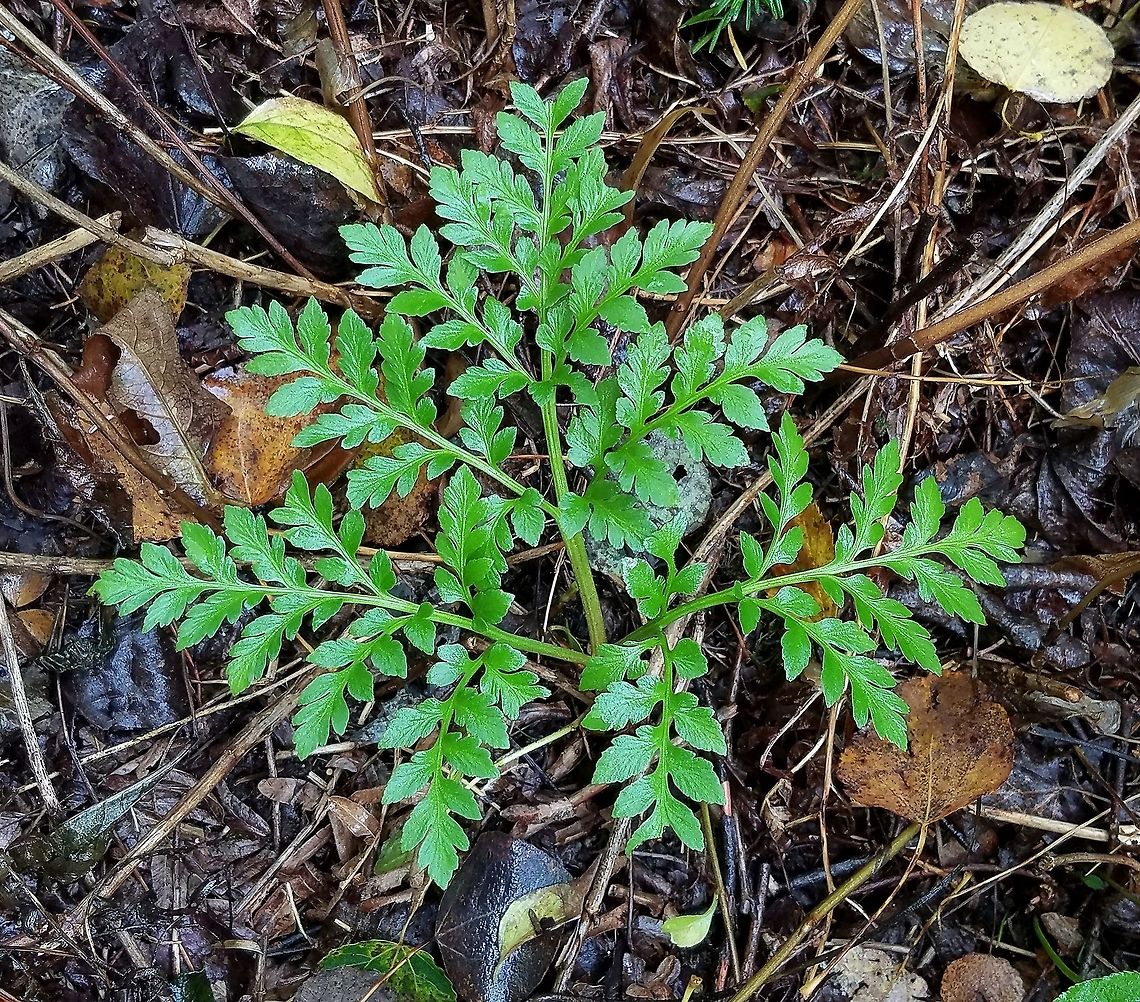 Sceptridium multifidum Sceptridium multifidum (Leathery Grapefern) growing under the partial shade of White Spruce (Picea glauca), Balsam Fir (Abies balsamnea), Quaking Aspen (Populus tremuloides), and Balsam Poplar (Populus balsamifera).<br />
<br />
These ferns can live a long time. Svenson (1978) estimated the age of specimens he collected by counting the leaf scars on the short subterranean stem from which the leaves grow. Since Sceptridium multifidum produces at most two leaves a year but more often just one he came up with ages approaching or passing the century mark. That&#039;s a long time for a non-clonal herbaceous plant to live. (Svenson, D.W. 1975. Taxonomic and morphological observations on Botrychium multifidum (Ophioglossacaea). Madrono 23: 198-204.) Botrychium,Botrychium mulitifidum,Geotagged,Leathery Grapefern,Sceptridium,Sceptridium multifidum,Summer,United States,grapeferns