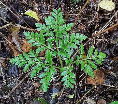 Sceptridium multifidum Sceptridium multifidum (Leathery Grapefern) growing under the partial shade of White Spruce (Picea glauca), Balsam Fir (Abies balsamnea), Quaking Aspen (Populus tremuloides), and Balsam Poplar (Populus balsamifera).

These ferns can live a long time. Svenson (1978) estimated the age of specimens he collected by counting the leaf scars on the short subterranean stem from which the leaves grow. Since Sceptridium multifidum produces at most two leaves a year but more often just one he came up with ages approaching or passing the century mark. That's a long time for a non-clonal herbaceous plant to live. (Svenson, D.W. 1975. Taxonomic and morphological observations on Botrychium multifidum (Ophioglossacaea). Madrono 23: 198-204.) Botrychium,Botrychium mulitifidum,Geotagged,Leathery Grapefern,Sceptridium,Sceptridium multifidum,Summer,United States,grapeferns