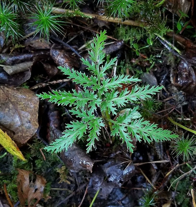 Sceptridium dissectum forma dissectum Sceptridium dissectum forma dissectum same individual as <figure class="photo"><a href="https://www.jungledragon.com/image/75009/sceptridium_dissectum_forma_dissectum.html" title="Sceptridium dissectum forma dissectum"><img src="https://s3.amazonaws.com/media.jungledragon.com/images/3383/75009_thumb.jpg?AWSAccessKeyId=05GMT0V3GWVNE7GGM1R2&Expires=1767225610&Signature=OKX5mDFSz2ps1pyRTatisN%2FsOJk%3D" width="124" height="152" alt="Sceptridium dissectum forma dissectum Sceptridium dissectum forma dissectum in partial shade in an old field reverting to mixed deciduous-evergreen northern mesic forest. Skeletonized leaf form of the species. The fronds are semi-evergreen and new fronds appear in late summer making this a frond of the previous year that has survived intact through the winter. Botrychium,Geotagged,Minnesota,Ophioglossaceae,Ophioglossales,Polypodiopsida,Sceptridium,Sceptridium dissectum,Sceptridium dissectum forma dissectum,Spring,United States,dissectum,eusporangiate ferns,ferns,forest,grapeferns,plants" /></a></figure> but four years later. Botrychium,Fall,Geotagged,Minnesota,Ophioglossaceae,Ophioglossales,Polypodiopsida,Sceptridium,Sceptridium dissectum,Sceptridium dissectum forma dissectum,United States,dissectum,eusporangiate ferns,ferns,forest,grapeferns,plants