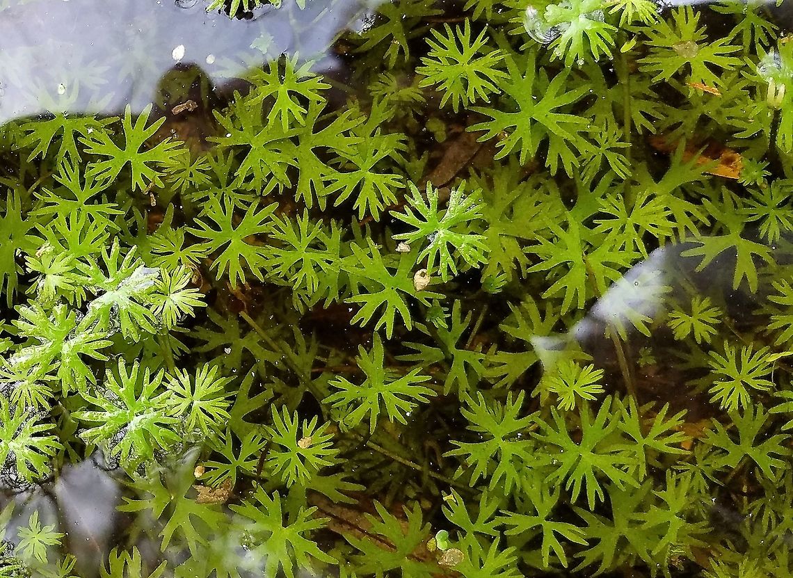 Ranunculus gmelinii Ranunculus gmelinii Fall,Geotagged,Gmelin's buttercup,Ranunculus gmelinii,United States