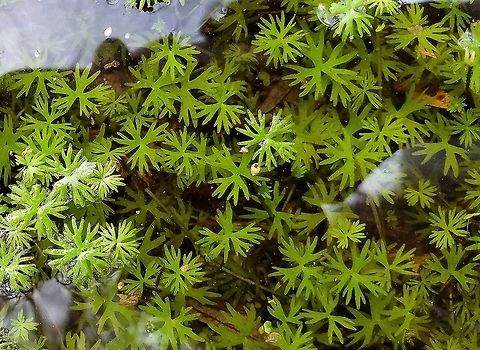 Ranunculus gmelinii Ranunculus gmelinii Fall,Geotagged,Gmelin's buttercup,Ranunculus gmelinii,United States