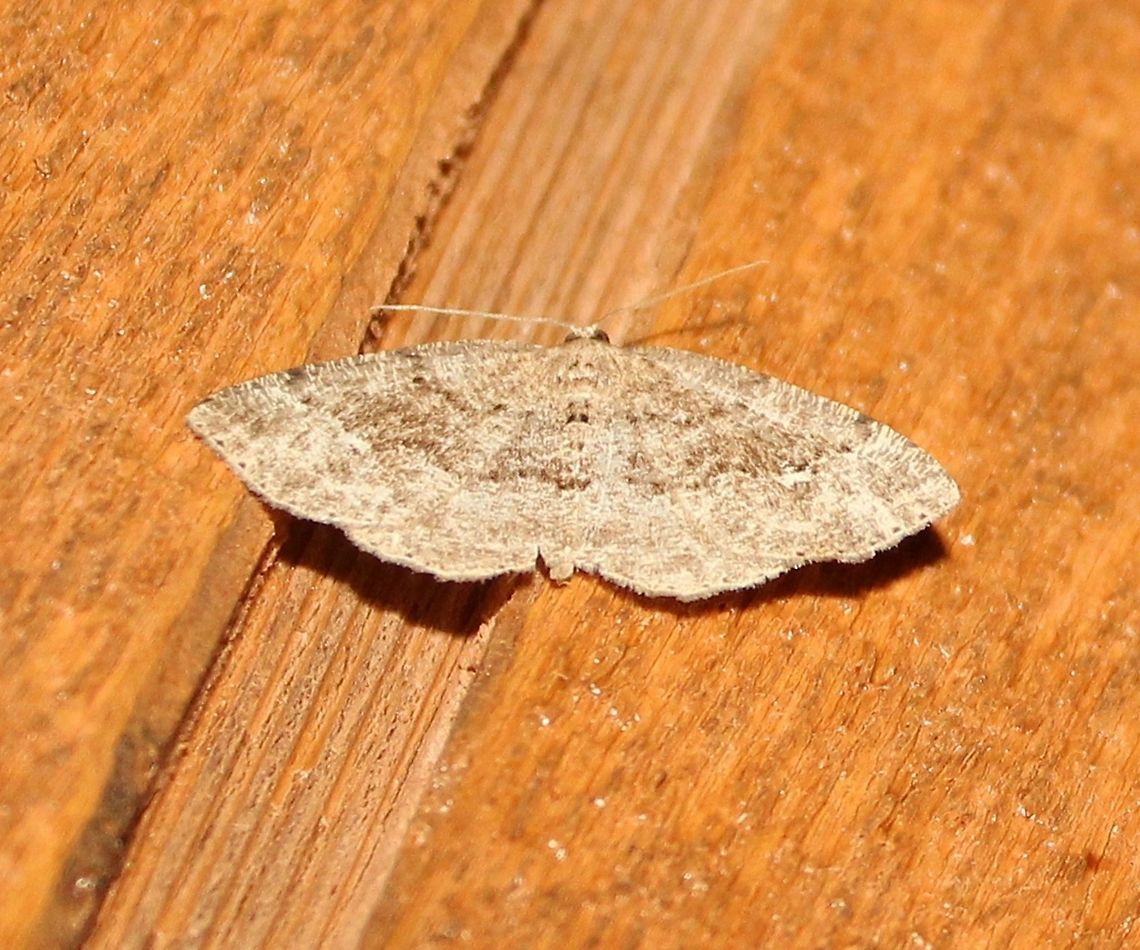 Homochlodes fritillaria Homochlodes fritillaria Geotagged,Homochlodes fritillaria,Pale Homochlode,Spring,United States