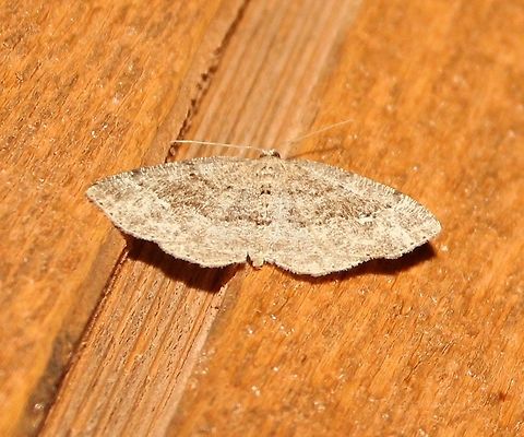 Homochlodes fritillaria Homochlodes fritillaria Geotagged,Homochlodes fritillaria,Pale Homochlode,Spring,United States