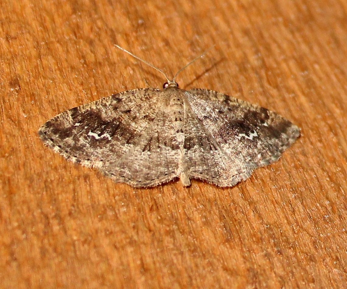 Homochlodes fritillaria Homochlodes fritillaria (Pale Homochlode) Geotagged,Homochlodes fritillaria,Pale Homochlode,Spring,United States