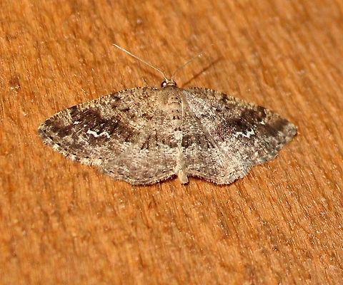 Homochlodes fritillaria Homochlodes fritillaria (Pale Homochlode) Geotagged,Homochlodes fritillaria,Pale Homochlode,Spring,United States