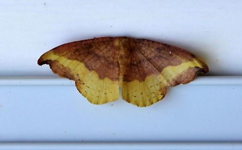 Oreta rosea The second known occurrence of this species in Minnesota. Geotagged,Lepidoptera,Oreta rosea,Summer,United States,insect,moth