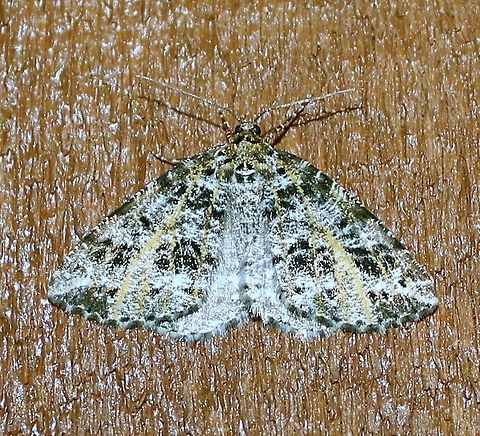 Orthofidonia flavivenata Orthofidonia flavivenata Geotagged,Orthofidonia flavivenata,Spring,United States