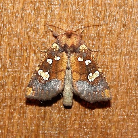 Papaipema insulidens Papaipema insulidens Geotagged,Papaipema insulidens,Summer,United States