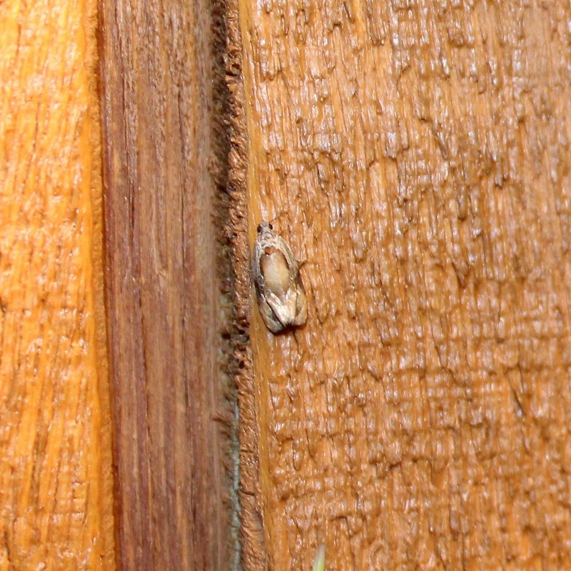 Zomaria interruptolineana Zomaria interruptolineana Geotagged,Summer,United States,Zomaria interruptolineana,broken-lined zomarium