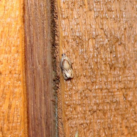 Zomaria interruptolineana Zomaria interruptolineana Geotagged,Summer,United States,Zomaria interruptolineana,broken-lined zomarium