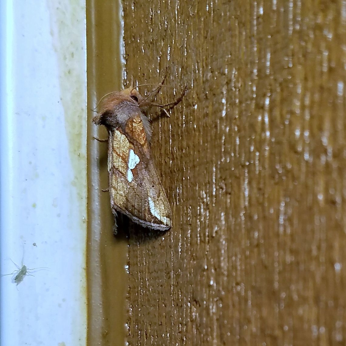 Plusia contexta Plusia contexta (Connected Looper Moth) Connected Looper Moth,Geotagged,Plusia contexta,Summer,United States
