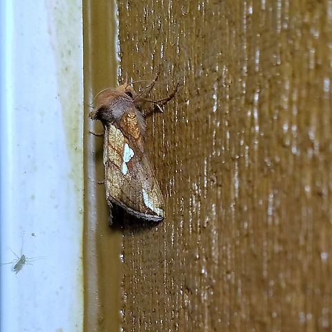 Plusia contexta Plusia contexta (Connected Looper Moth) Connected Looper Moth,Geotagged,Plusia contexta,Summer,United States