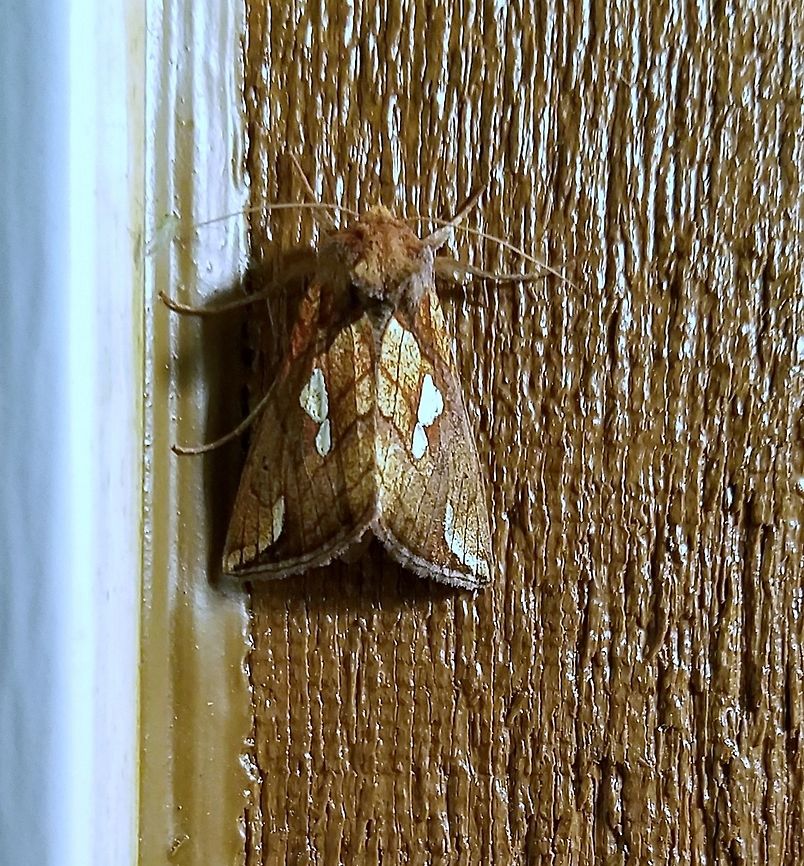 Plusia contexta Plusia contexta (Connected Looper Moth) Connected Looper Moth,Geotagged,Plusia contexta,Summer,United States