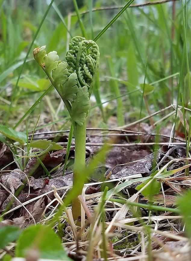 Botrychium matricariifolium Botrychium matriicarifolium (Daisyleaf Moonwort) a small fern in the Adder&#039;s Tongue family that is a sort of spring ephemeral. It produces one frond pre year which is a combination of a spore leaf (sporophore) and a photosynthetic leaf (tropophore) per year. These emerge in early spring, quickly uncoil, develop spores which are then shed about a month later. Then the frond yellows and dies while the rest of the plant, a small subterranean stem, goes dormant until next year. There are several fronds on the stem in various stages of development with each just below the one above it.<br />
<br />
Botrychium matriicarifolium grows in open habitats with little competing overhead vegetation with sandy soil. It can sometimes be found in open-canopied pine forests or rich hardwood forests near vernal ponds. The plants do not seem to be long-lived but under the right conditions (frequent removal of shrubs and trees) colonies can persist for decades such as the one where this one was found.<br />
<br />
Leaf shape is variable in Botrychium matriicarifolium and it can sometimes be confused with other less common Moonwort species. Botrychium,Botrychium matricariifolium,Daisyleaf Moonwort,Geotagged,Moonwort,Spring,United States,ferns