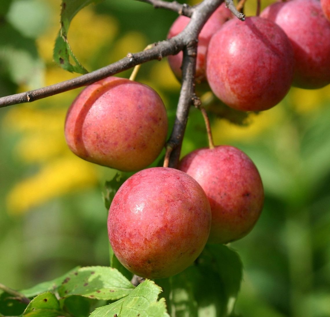Prunus americana (American Plum) Prunus americana (American Plum) ripe fruit from a massive thicket that borders my vegetable garden on two sides. The shrubs have been here since before 1970 and produce abundant fruit almost every year with little care other than to remove the occasional dead branches and stems. American Plum,Geotagged,Prunus americana,Summer,United States,plums,ripe fruit