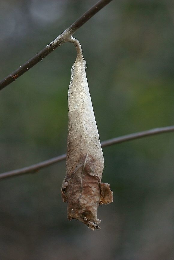Callosamia promethea cocoon on Canada Plum Callosamia promethea (Promethea Moth) cocoon on Canada Plum (Prunus nigra). Besides Canada Plum there are two other possible host plants growing nearby: Common Apple (Malus) and Green Ash (Fraxinus pennsylvanicus). Callosamia promethea,Callosamia promethea cocoon,Canada Plum,Geotagged,Promethea Moth,Promethea silkmoth,Prunus nigra,Spring,United States,cocoon,moth cocoon