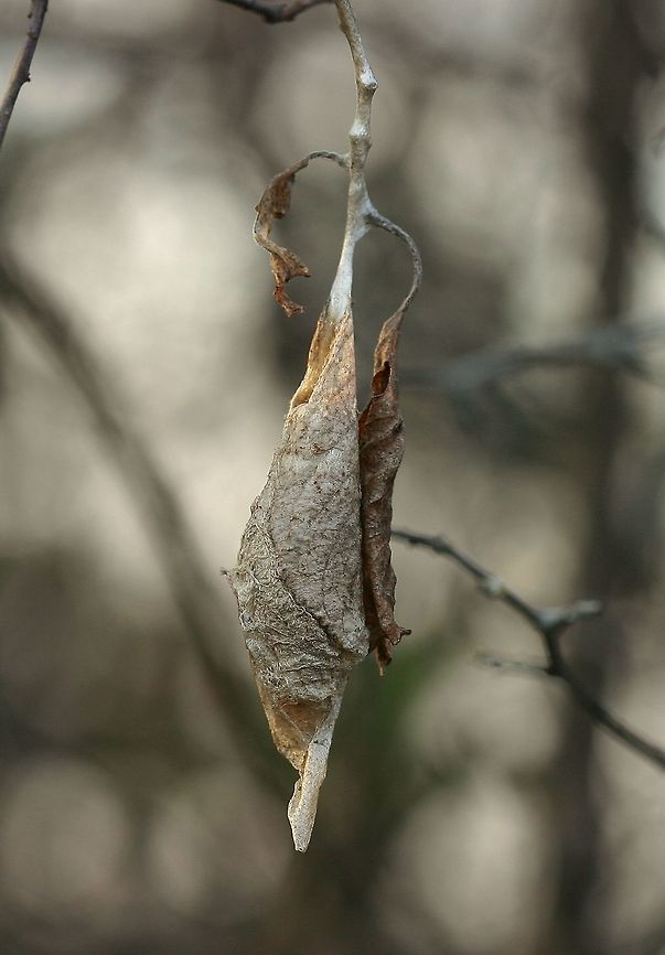 Callosamia promethea cocoon Callosamia promethea (Promethea Moth) cocoon on Canada Plum (Prunus nigra). Besides Canada Plum there are two other possible host plants growing nearby: Crabapple (Malus spp.) and Green Ash (Fraxinus pennsylvanicus). Callosamia promethea,Callosamia promethea cocoon,Canada Plum,Geotagged,Promethea Moth,Promethea silkmoth,Prunus nigra,Spring,United States,cocoon,moth cocoon