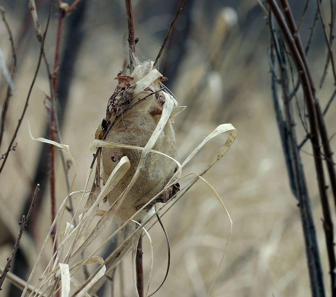 Antheraea polyphemus cocoon Antheraea polyphemus cocoon on a Meadowsweet (Spiraea alba) twig in an alder swamp. Growing nearby are the moth larva&#039;s host plants: Willow (Salix spp.), Paper Birch (Betula papyrifera), and American Elm (Ulmus americana). Antheraea polyphemus,Antheraea polyphemus cocoon,Geotagged,Polyphemus moth,United States,Winter,cocoon,moth cocoon