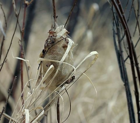 Antheraea polyphemus cocoon Antheraea polyphemus cocoon on a Meadowsweet (Spiraea alba) twig in an alder swamp. Growing nearby are the moth larva's host plants: Willow (Salix spp.), Paper Birch (Betula papyrifera), and American Elm (Ulmus americana). Antheraea polyphemus,Antheraea polyphemus cocoon,Geotagged,Polyphemus moth,United States,Winter,cocoon,moth cocoon