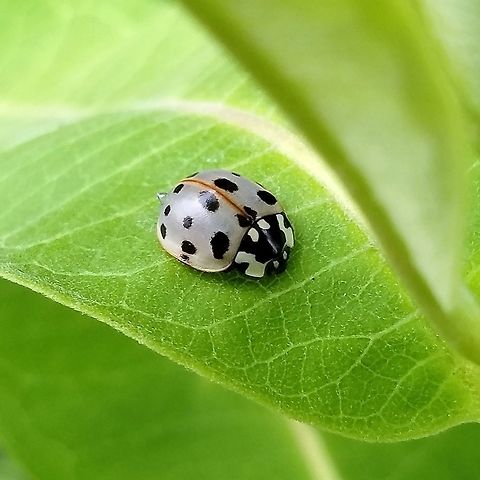 Anatis labiculata Anatis labiculata (Giant Ladybug) on a Milkweed (Asclepia syriaca) leaf. This is an arboreal species of ladybug so I suspect it fell from the trees in the windbreak nearby. The identity of this species was confirmed at Bug Guide https://bugguide.net/node/view/1613933 Anatis labiculata,Coccinellidae,Fifteen-spotted Lady Beetle,Geotagged,Giant Lady Beetles,Giant Ladybug,Minnesota,Summer,United States