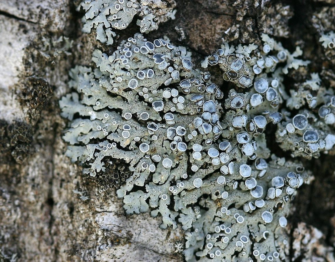 Physcia stellaris Physcia stellaris on the bark of a Balsam Poplar (Populus balsamifera) tree. Physcia stellaris,physica stellaris