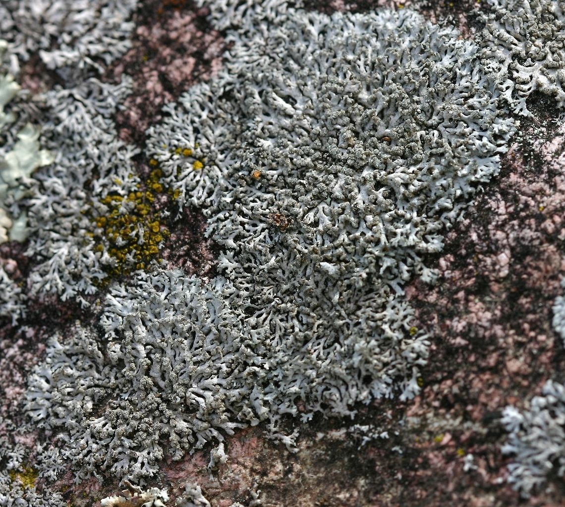 Physcia subtilis Physcia subtilis on a feldspar-rich boulder. Geotagged,Physcia subtilis,Spring,United States,feldspar