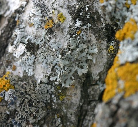 Physcia ascendens Physcia ascendens on a Cottonwood (Populus deltoides) branch. Cottonwood,Geotagged,Minnesota,Physcia ascendens,Populus deltoides,Spring,United States