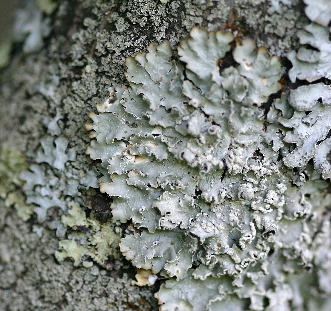 Punctelia subrudecta Punctelia subrudecta growing on the bark of a Serviceberry (Amelanchier sp.) about 1.5 meters above the ground on the southeast side of the tree. Geotagged,Punctelia subrudecta,Spring,United States